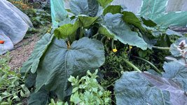 IMG_0694.jpeg