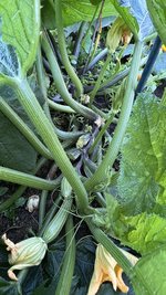 IMG_0695.jpeg