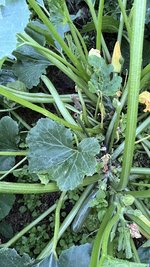 IMG_0693.jpeg