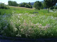 IMG_20240715_111018_1.webp