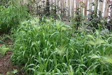 Gräser    0624.webp