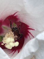 IMG_5215.jpeg