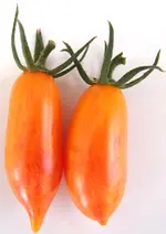 Blush from Remko.webp