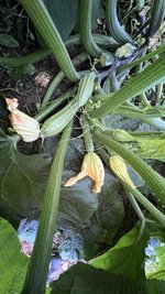 IMG_0710.jpeg