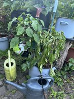 IMG_3455.jpeg