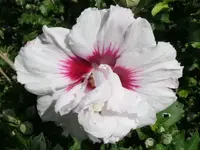 2024HibiHel3.webp