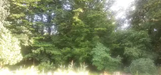 Wald1.webp