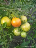 IMG_20240718_183750_1.webp