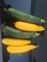 IMG_20240718_204816.jpg