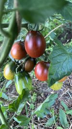 IMG_0720.jpeg