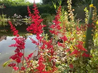 Astilbe.webp