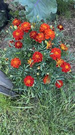 IMG_0722.jpeg