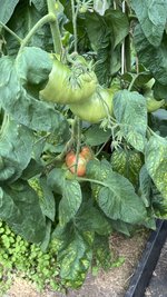IMG_0737.jpeg