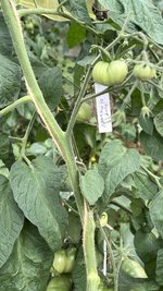 IMG_0736.jpeg