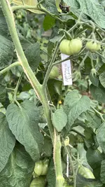 IMG_0736.jpeg