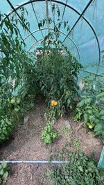 IMG_0732.jpeg