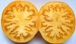 Kazakhstan Yellow.jpg
