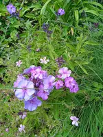 IMG_20240717_145353.jpg