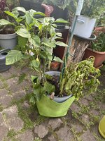 IMG_3462.jpeg