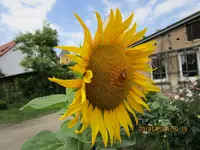 Bienenbesuch.webp
