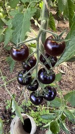 IMG_0746.jpeg