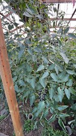 IMG_0747.jpeg