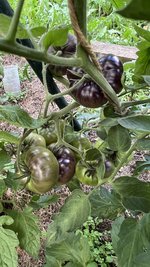 IMG_0759.jpeg