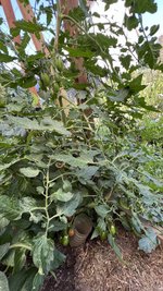 IMG_0761.jpeg