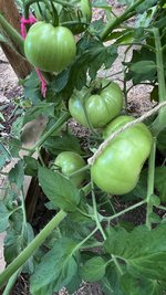 IMG_0771.jpeg