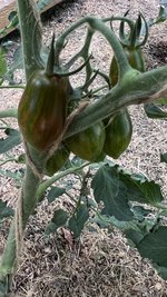 IMG_0774.jpeg