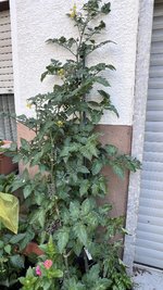 IMG_0781.jpeg
