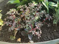 IMG_20240719_090436.webp