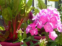 004.webp