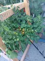 20240720_100523.webp