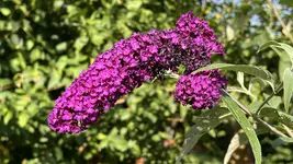 IMG_0801.webp