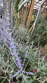 IMG_0795.jpeg