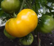 Kazakhstan Yellow.webp