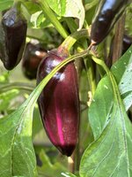IMG_3481.jpeg