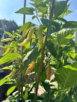 IMG_3479.jpeg
