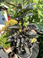 IMG_3482.jpeg
