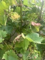 IMG_0106.jpeg