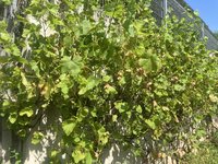IMG_0137.jpeg