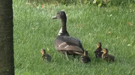 Schwarze Ente mit Küken 20240709.webp