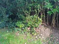 Liguster01.webp
