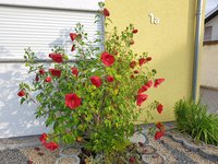 20190808_075657.jpg