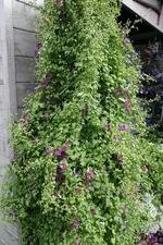 Kletterndes Löwenmäulchen  0722.webp