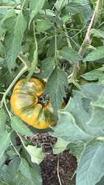 IMG_0827.jpeg