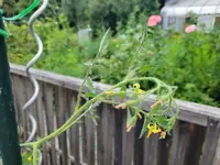 20240722_065603.webp