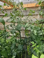 20240722_080353.webp