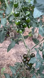 IMG_0856.jpeg